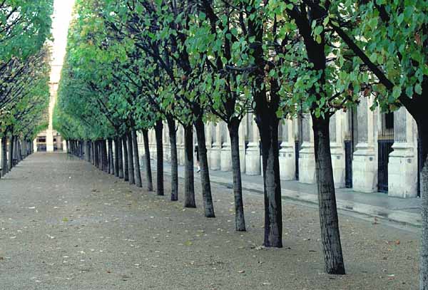 palisade_of_trees